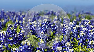 Bluebonnets