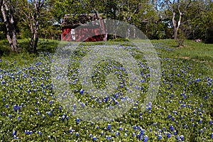 Bluebonnets