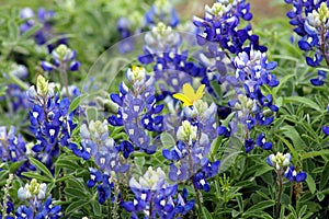 Bluebonnets