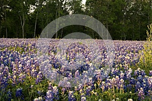 Bluebonnets 6903