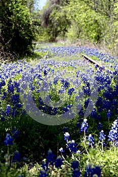 Bluebonnets amongst abandoned railroad tracks