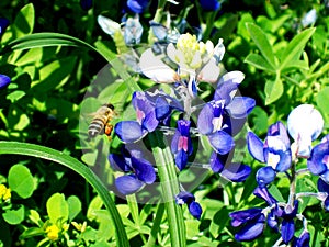 Bluebonnets & Bee