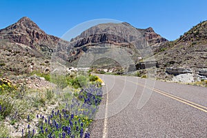 Bluebonnets at Big Bend, Texas