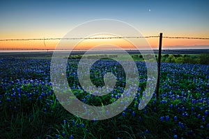 Bluebonnets bloom with the sunrise