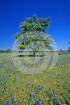 Bluebonnets in bloom with tree on hill, Spring Willow City Loop Road, TX photo