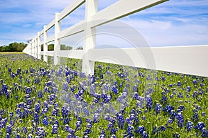 Bluebonnets blooming along a fence