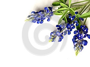 Bluebonnets