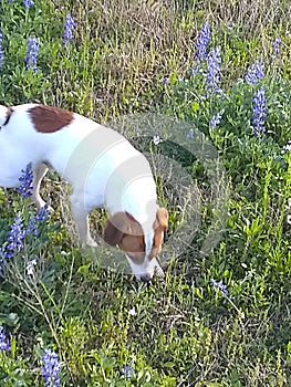 Bluebonnets and Buddy