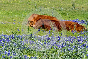 Bluebonnets and Cows in a Texas Pasture.