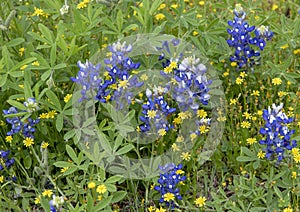 Bluebonnets and DYC`s along the Bluebonnet Trail in Ennis, Texas