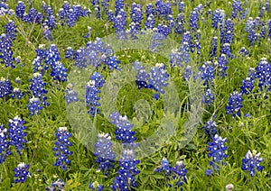 Bluebonnets in full bloom in Ennis, Texas