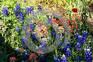 Bluebonnets and Indian Paintbrush in a meadow in Texas