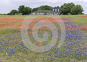 Bluebonnets and Indian Paintbrushes along the Bluebonnet Trail in Palmer, Texas. photo