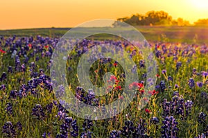 Bluebonnets and Indian Paintbrushes near Ennis, TX