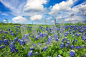 Bluebonnets in Late Afternoon Sun