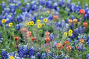 Bluebonnets and paintbrush