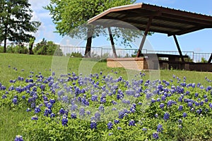 Bluebonnets and Picnics