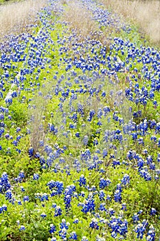 Bluebonnets on Railroad Tracks