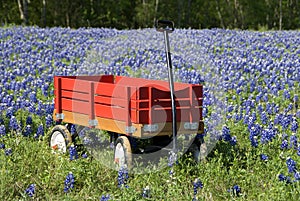 Bluebonnets and Red Wagon photo