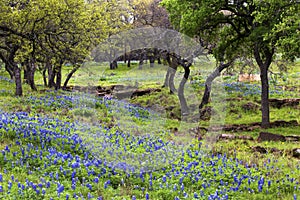 Bluebonnets on the Rocky Hills of the Texas Hill Country