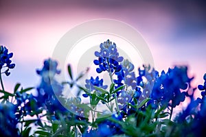 Bluebonnets with sunset in background