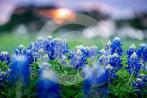 Bluebonnets at sunset in a meadow in Texas