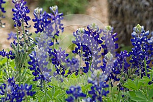 Bluebonnets in Texas