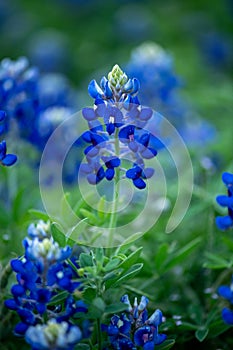 Bluebonnets in Texas with blurred background