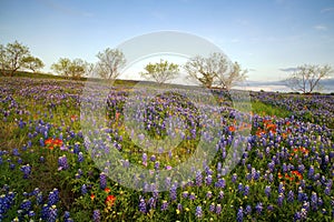 Bluebonnets in Texas Hill Country