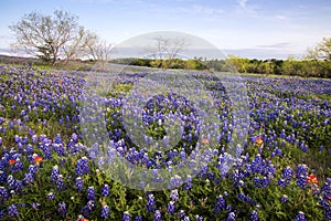 Bluebonnets in Texas Hill Country