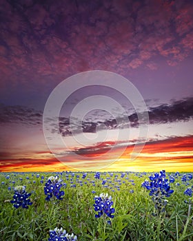 Bluebonnets in the Texas Hill Country