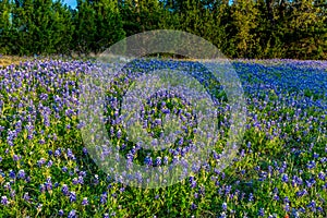 Bluebonnets on a Texas Hillside.