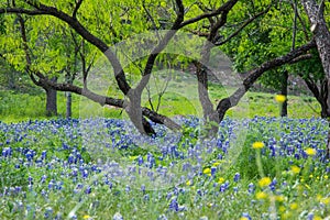 Bluebonnets Under Mesquite Tree