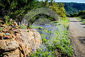 Bluebonnets on the Willow City Loop photo