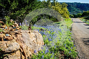 Bluebonnets on the Willow City Loop