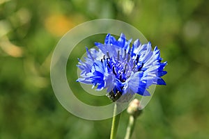 bluebottle also cornflower (in german Kornblume also Zyane) Cyanus segetum also Centaurea cyanus photo