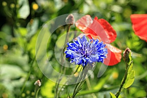 bluebottle also cornflower (in german Kornblume also Zyane) Cyanus segetum also Centaurea cyanus photo