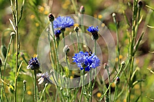 bluebottle also cornflower (in german Kornblume also Zyane) Cyanus segetum also Centaurea cyanus photo