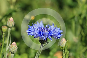 bluebottle also cornflower (in german Kornblume also Zyane) Cyanus segetum also Centaurea cyanus photo