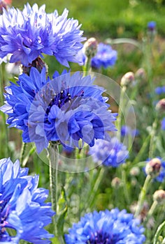 Bluebottle bluet cornflower knapweed bachelor