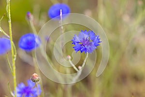 Bluebottle, Boutonniere Flower, Hurtsickle, Cyani Flower, blue cornflower, Centaurea cyanus, standing alone among the