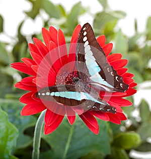 Bluebottle Butterfly