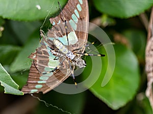 Bluebottle butterfly captured by joro spider 2