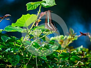 Bluebottle butterfly feeding on flower buds 2