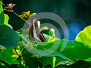 Bluebottle butterfly feeding on flower buds 9