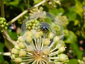 Bluebottle Calliphora vicina Showing Shiny Rear