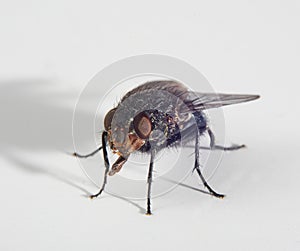 Bluebottle fly