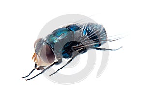Bluebottle fly