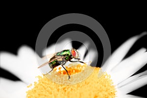 Bluebottle Fly Upon Daisy On Black Background