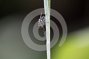 A bluebottle fly on a leaf